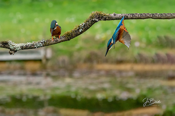 Two Kingfishers  s © Jo Bird
