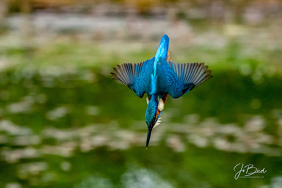 Darting Kingfisher s © Jo Bird