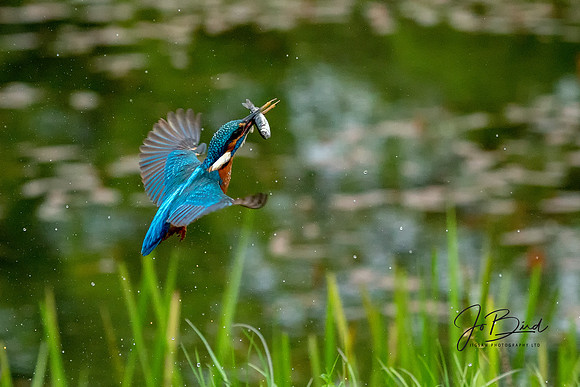 Uprising Kingfisher s © Jo bird