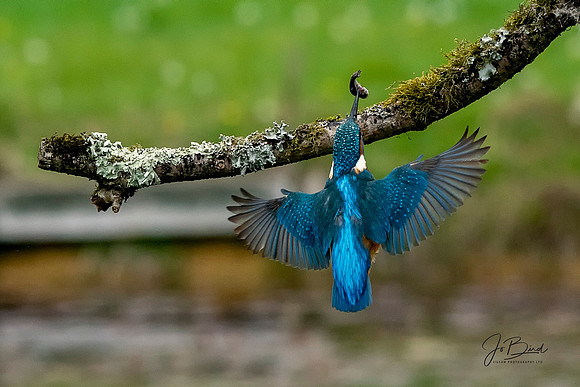 Kingfisher with fish dive s © Jo Bird copy