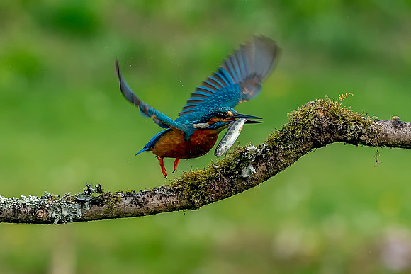 Flying Kingfisher with fish © Jo Bird