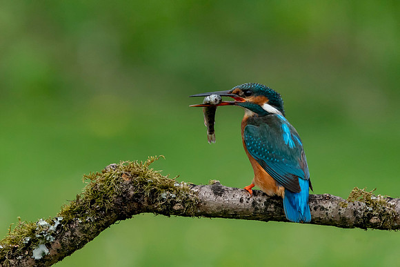 Kingfisher with fish © Jo Bird
