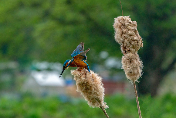 Kingfisher on bullrush © Jo Bird