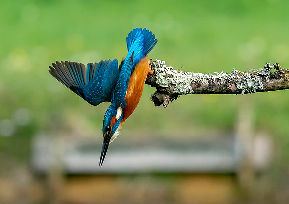 Diving kingfisher © Jo Bird
