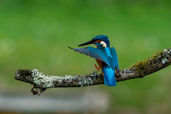 Kingfisher on branch © Jo Bird