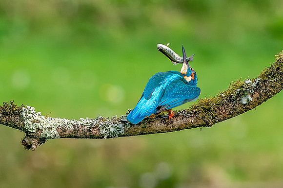 40 Kingfisher With a Fish  © Bob Riach