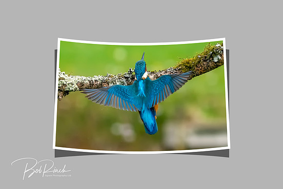 44 out Kingfisher Wings © Bob Riach
