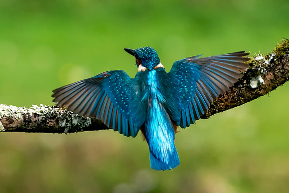 42 Kingfisher iWings © Bob Riach