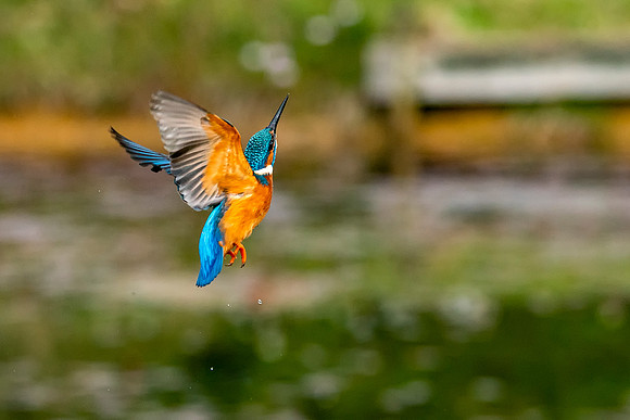 43 Kingfisher in Flight © Bob Riach