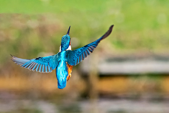 41 Kingfisher in Flight © Bob Riach