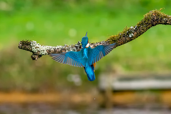 44 vKingfisher Wings © Bob Riach