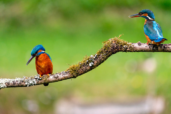 45 Male & Female Kingfisher Wings © Bob Riach