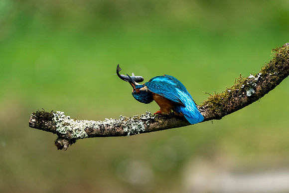 46 Kingfisher With a Fish  © Bob Riach
