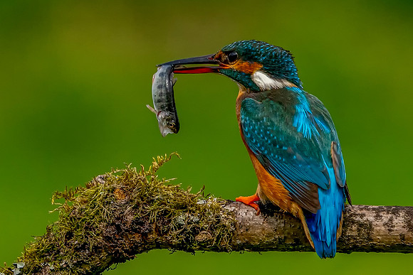 50 Kingfisher With a Fish  © Bob Riach