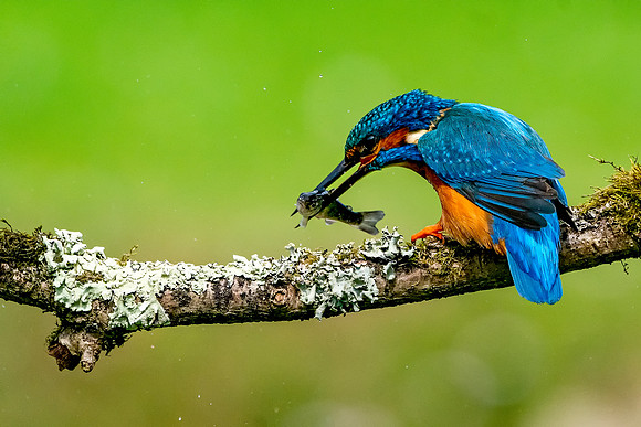 51 Kingfisher With a Fish  © Bob Riach