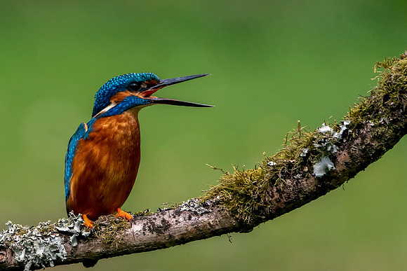 52 Kingfisher   © Bob Riach