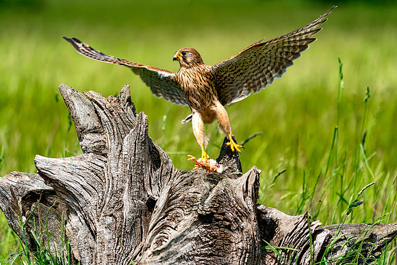 001 Kestrel © Bob Riach Jigsaw Photography Ltd