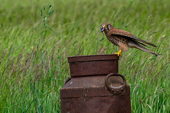 004 Kestrel with Mouse  © Bob Riach Jigsaw Photography Ltd