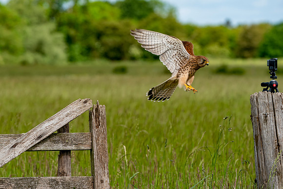 1 Smile for the Camera Kestrel © Bob Riach Jigsaw Photography Ltd