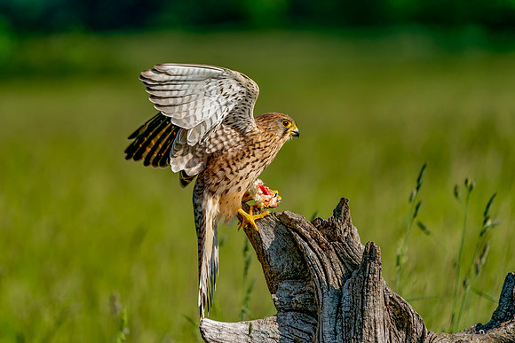003 Kestrel © Bob Riach Jigsaw Photography Ltd