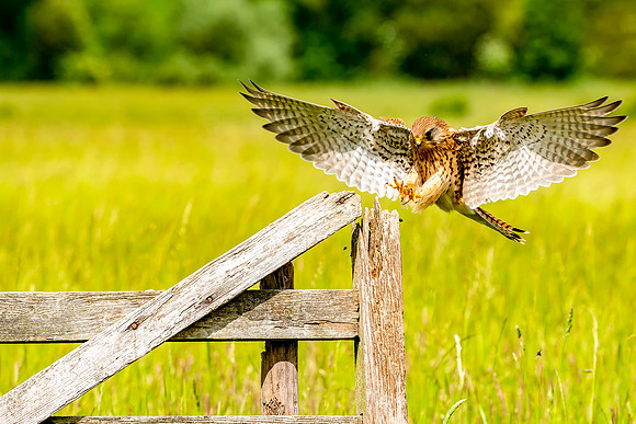 002 Kestrel © Bob Riach Jigsaw Photography Ltd