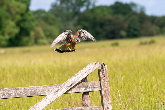 010 Kestrel © Bob Riach Jigsaw Photography Ltd