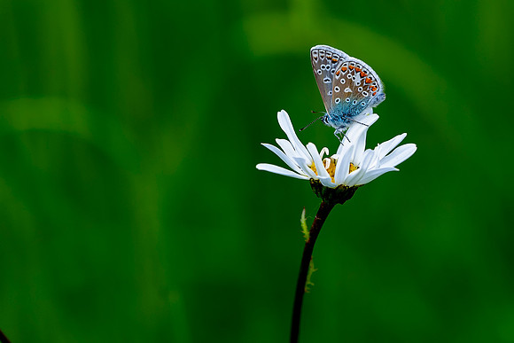 001 Common Blue Butterfly  (Ployommantus Icarus)