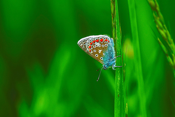 005 Common Blue Butterfly  (Ployommantus Icarus)