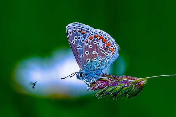 004 Common Blue Butterfly  (Ployommantus Icarus)