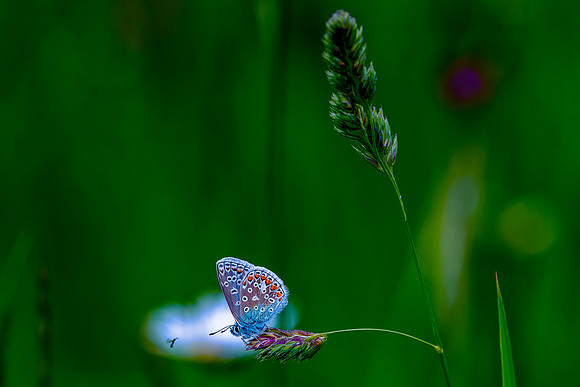 003 Common Blue Butterfly  (Ployommantus Icarus)