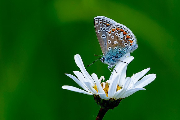 002 Common Blue Butterfly  (Ployommantus Icarus)