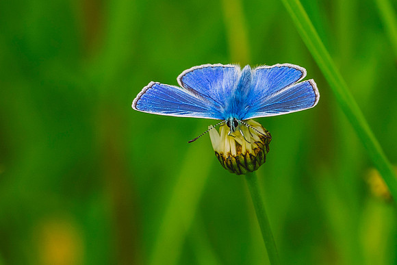 007 Common Blue Butterfly  (Ployommantus Icarus)