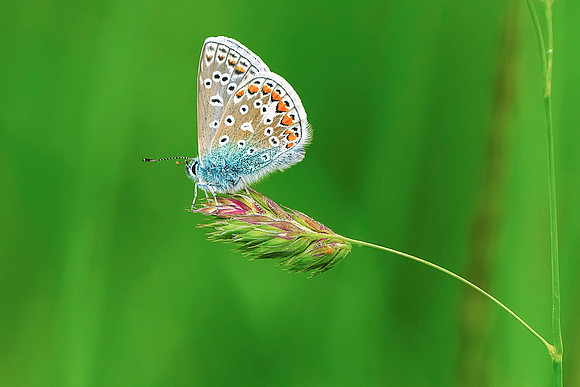 008 Common Blue Butterfly  (Ployommantus Icarus)