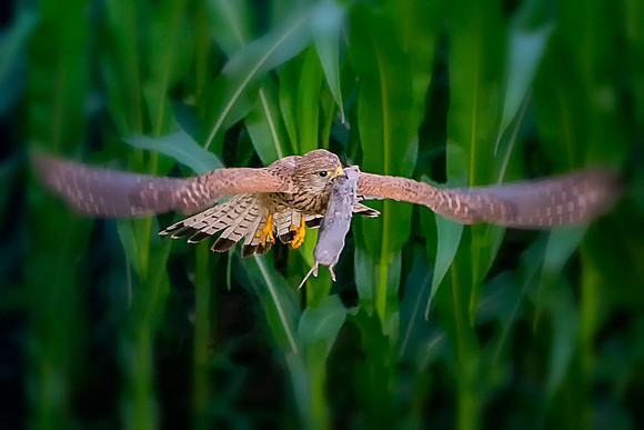 Kestrel  With a Mouse © Bob Riach Jigsaw Photography Ltd