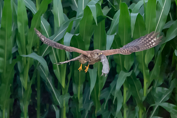 002 Kestrel With a Mouse © Bob Riach Jigsaw Photography Ltd