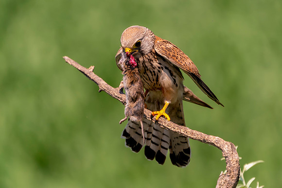006 Kestrel With a Mouse © Bob Riach Jigsaw Photography Ltd