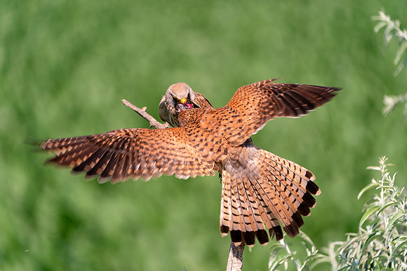 Kestrel Exchanging Food  © Bob Riach Jigsaw Photography Ltd