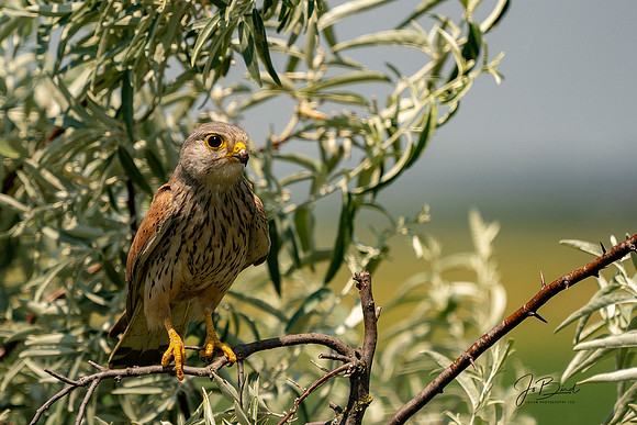Kestrel Hungary 2  s  © Jo Bird Jigsaw Photography