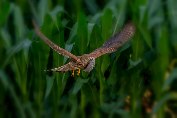 011 KestrelFlying  With a Mouse © Bob Riach Jigsaw Photography Ltd