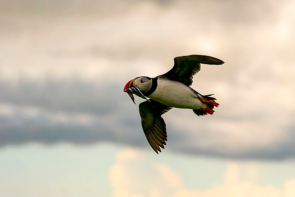 001 Puffin © Bob Riach Jigsaw Photography Ltd