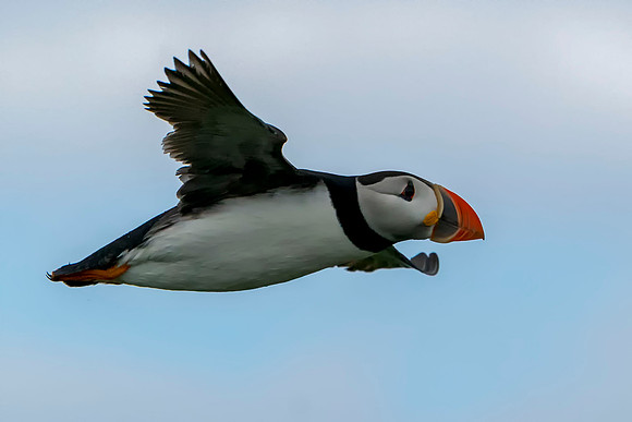 005 Puffin © Bob Riach Jigsaw Photography Ltd