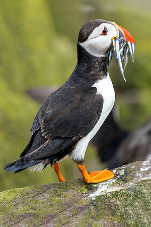 002 Puffin © Bob Riach Jigsaw Photography Ltd