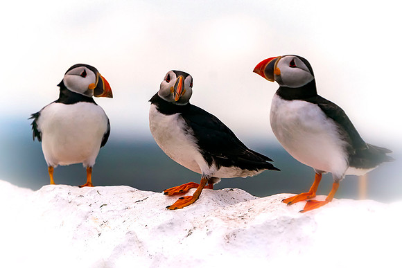 004 Puffin © Bob Riach Jigsaw Photography Ltd