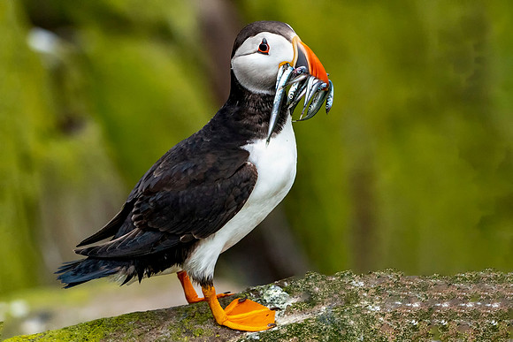 003 Puffin © Bob Riach Jigsaw Photography Ltd