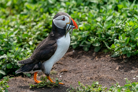 006 Puffin © Bob Riach Jigsaw Photography Ltd