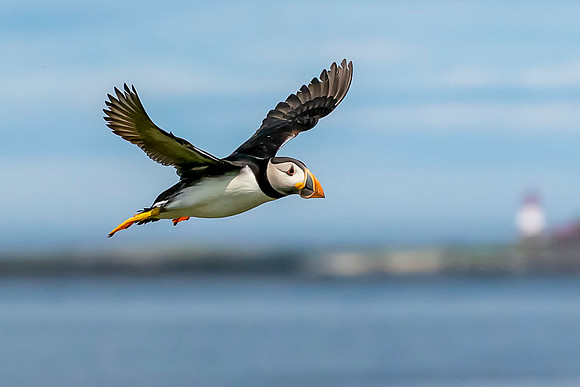 007 Puffin © Bob Riach Jigsaw Photography Ltd