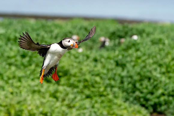 008 Puffin © Bob Riach Jigsaw Photography Ltd