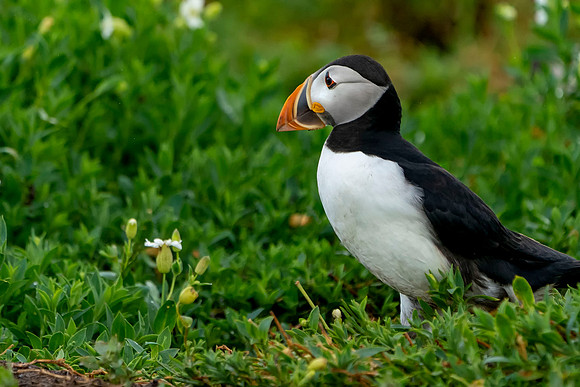009 Puffin © Bob Riach Jigsaw Photography Ltd