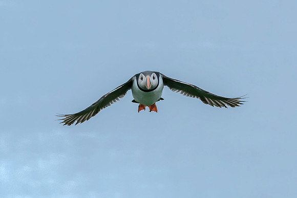 011 Puffin © Bob Riach Jigsaw Photography Ltd