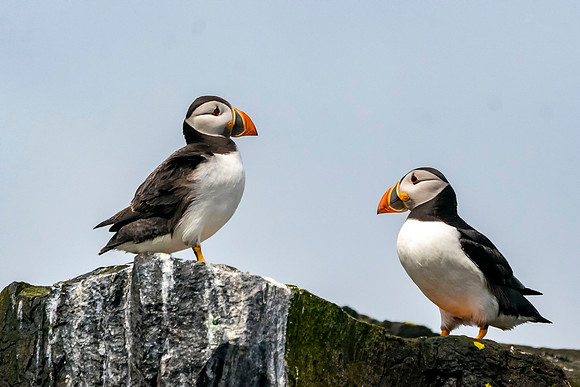 013 Puffin © Bob Riach Jigsaw Photography Ltd